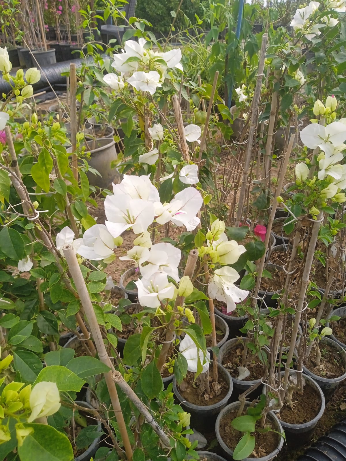 Almina Çiçekçilik 